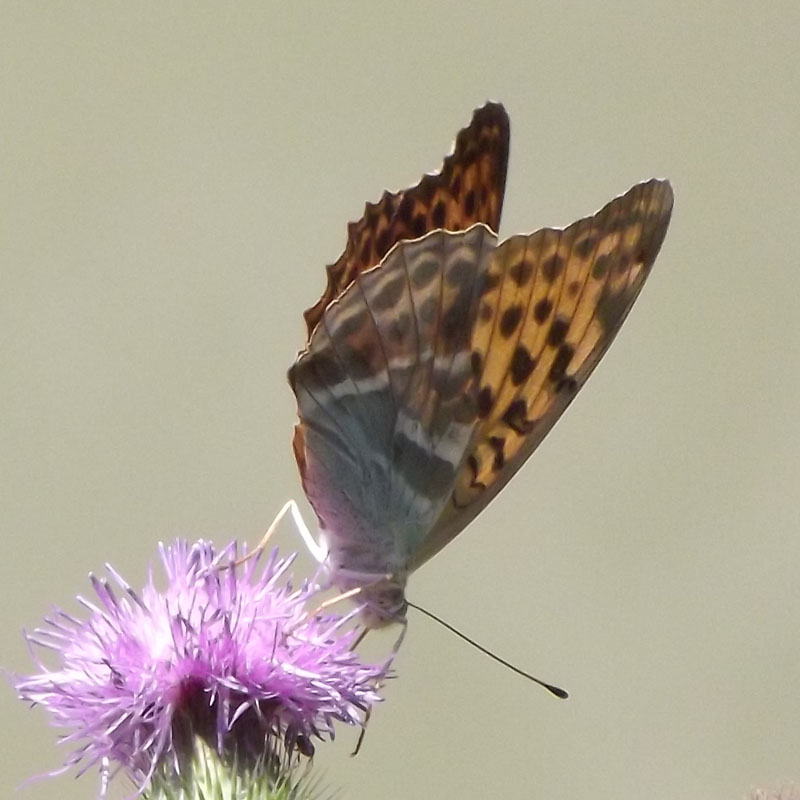 Argynnis paphia ?